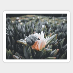 Snail Having Breakfast in Californian Yellow Flower Photo V3 Magnet